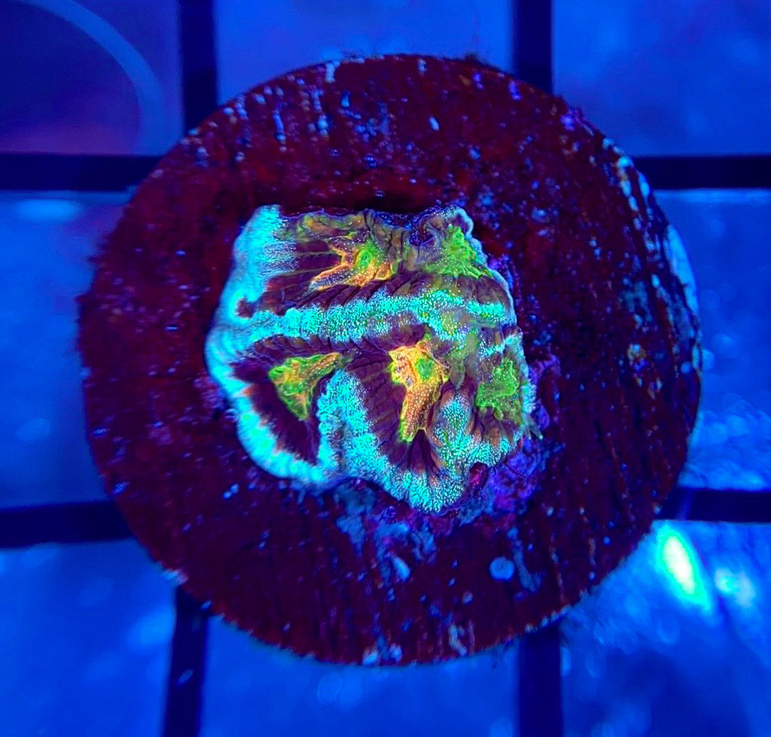 TG Platycakes Platygyra