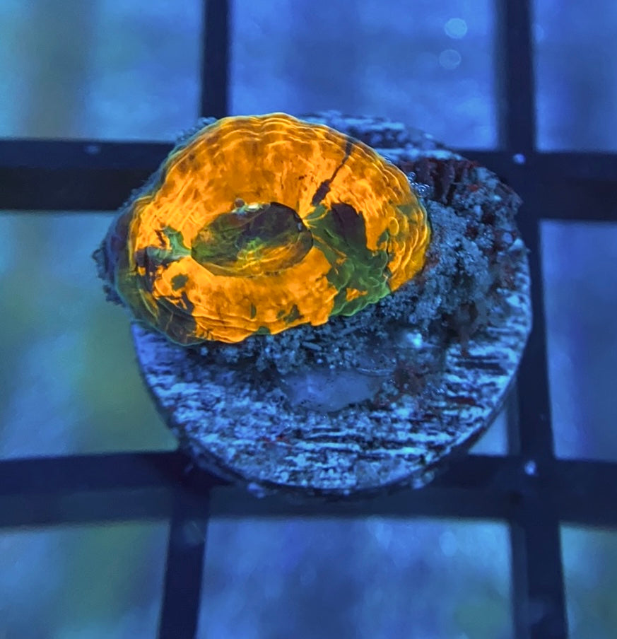 RRG Meltdown Echinata