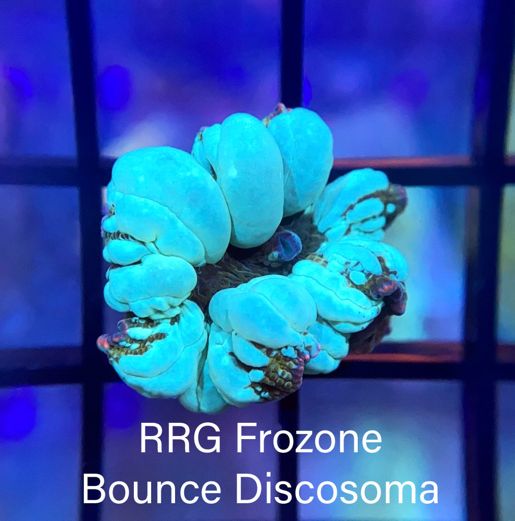 RRG Frozone Bounce Discosoma