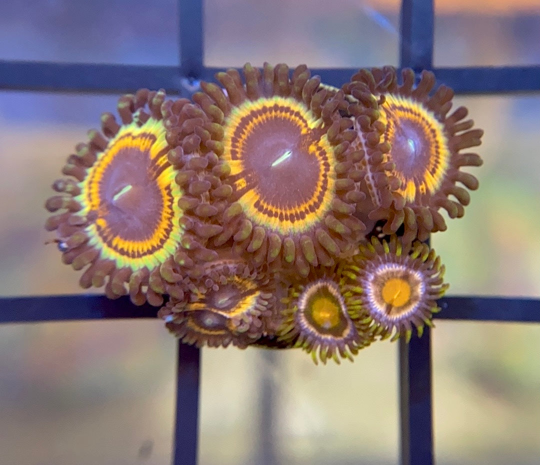 Gravefire Zoas