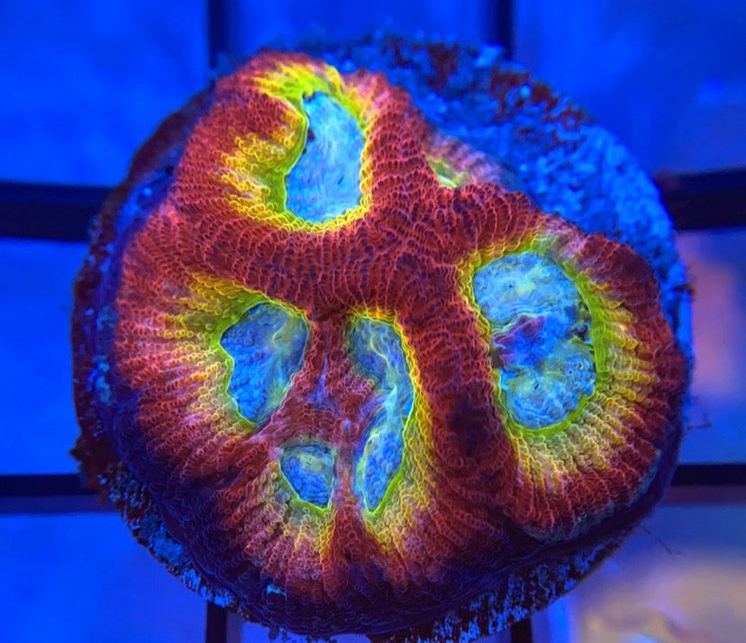 RRG Rainbow Road Favia