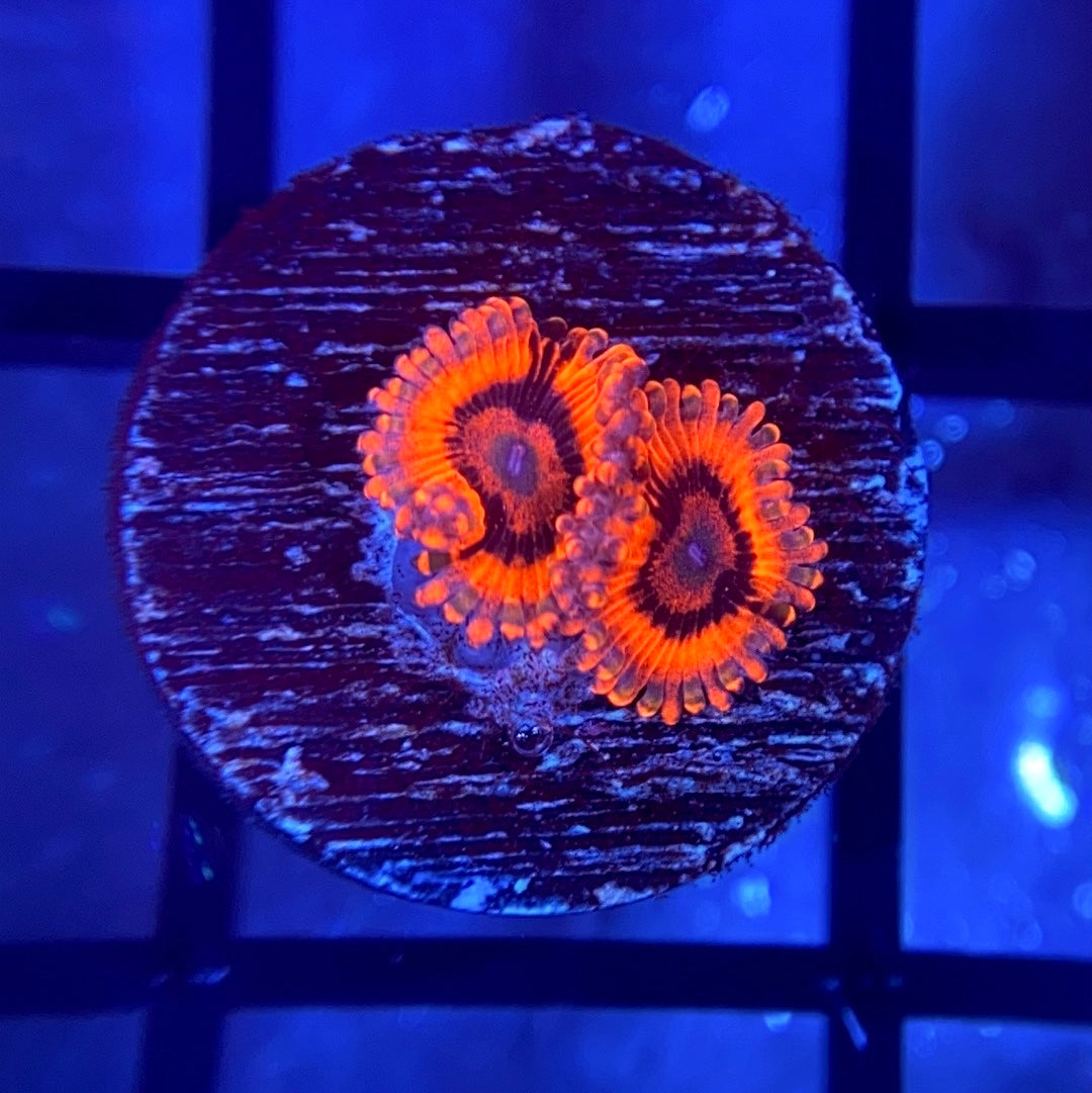 CB El Corazon Zoas