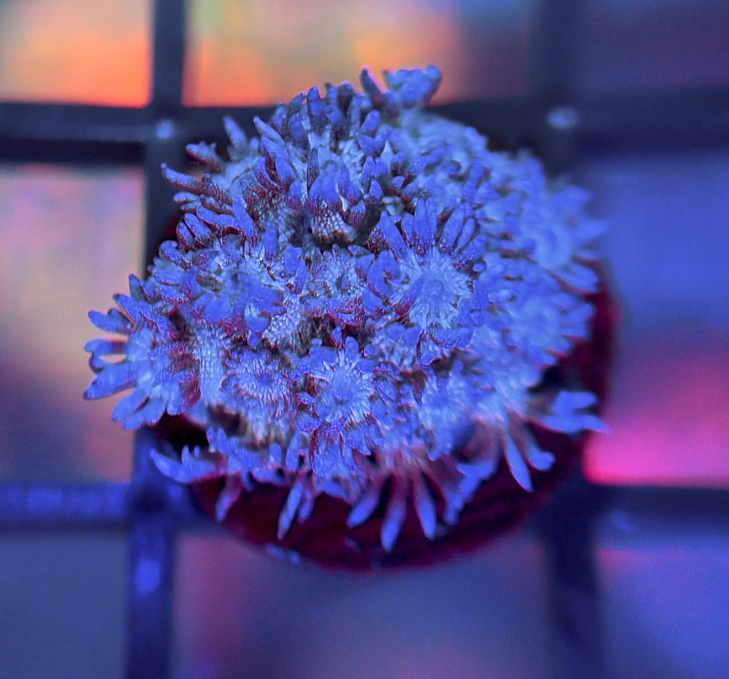 RRG Purple Glitter Goni