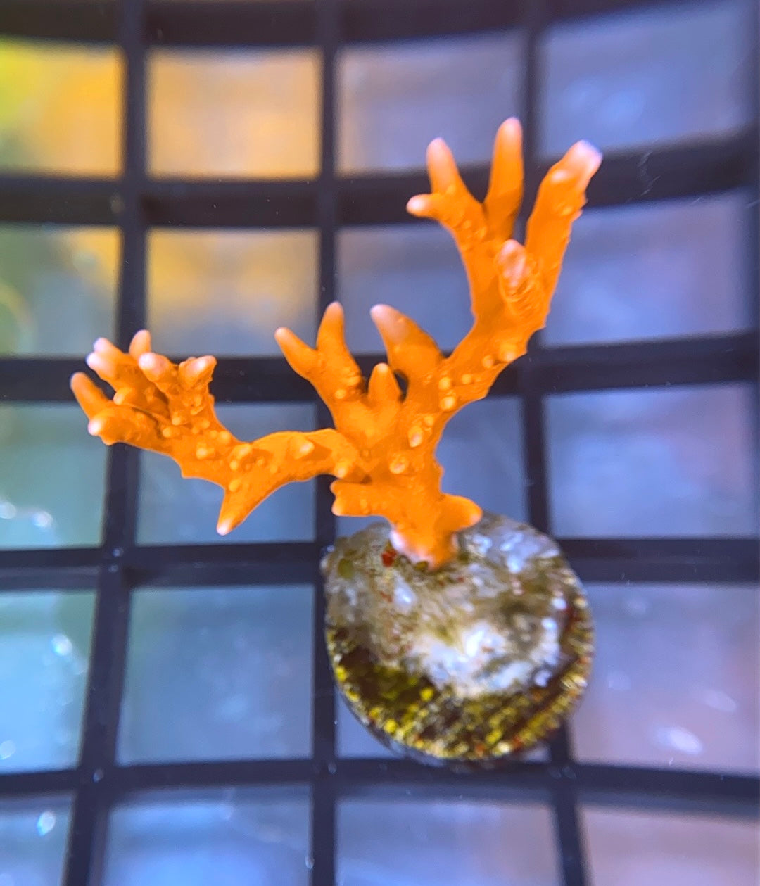 JF TNT Anacropora