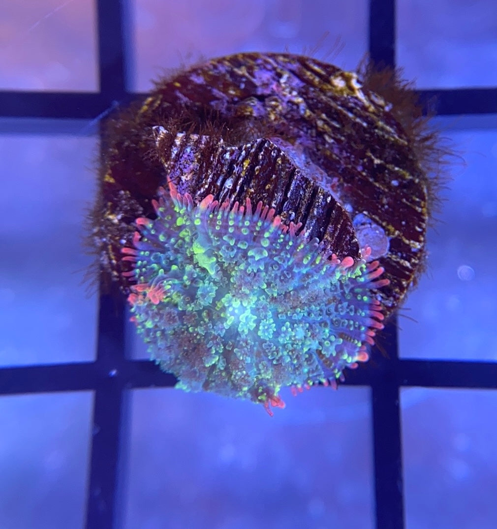 Mardi Gras Bounce Mushroom