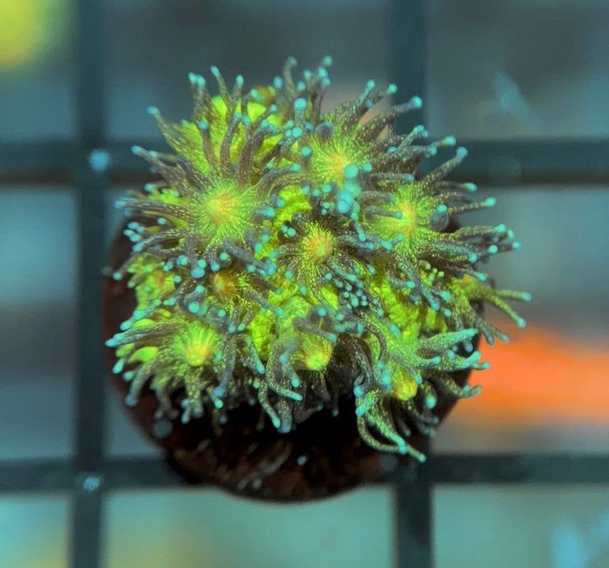 OG Glitter Bomb Goni