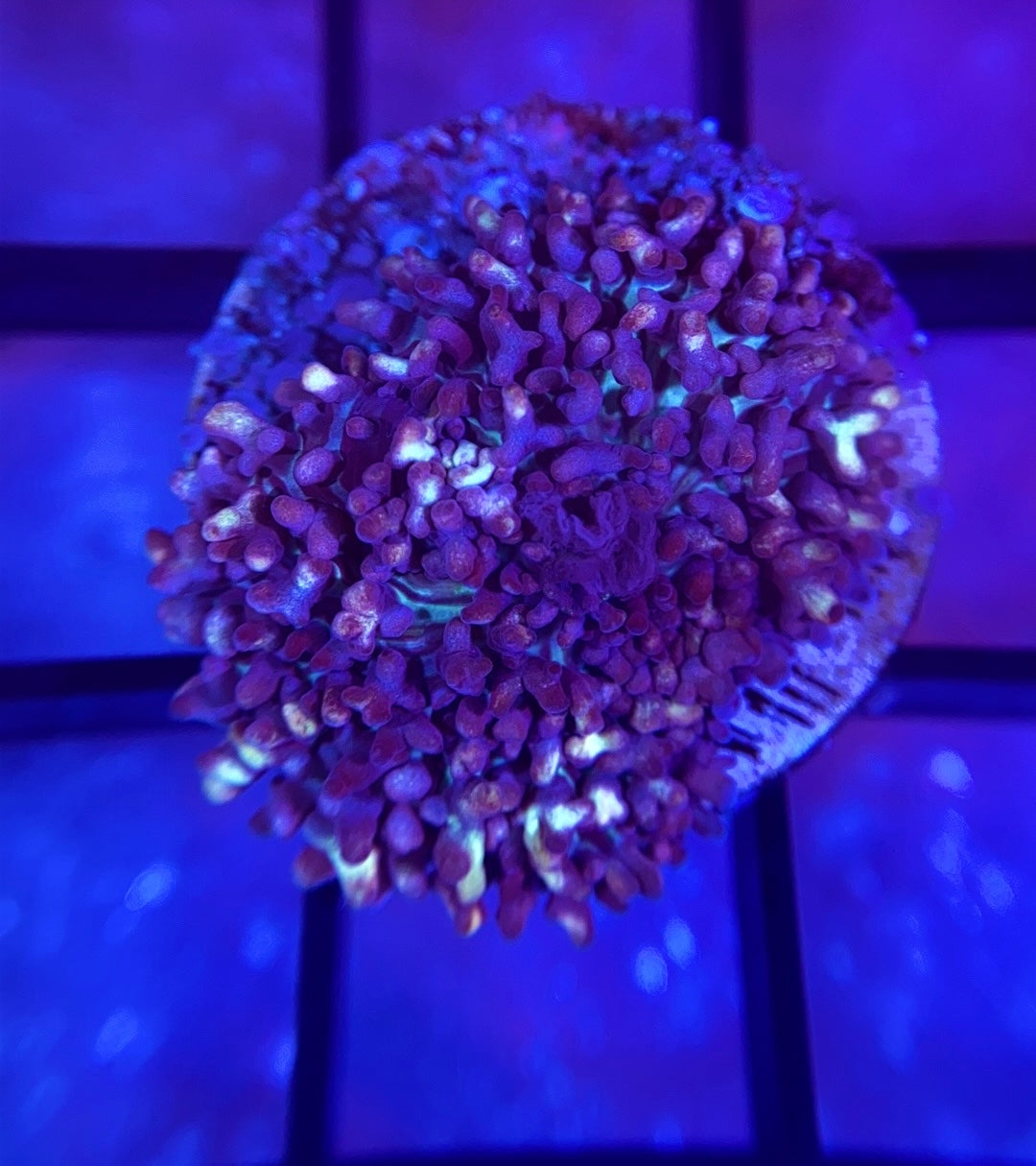 Gummy Bear Bounce Mushroom
