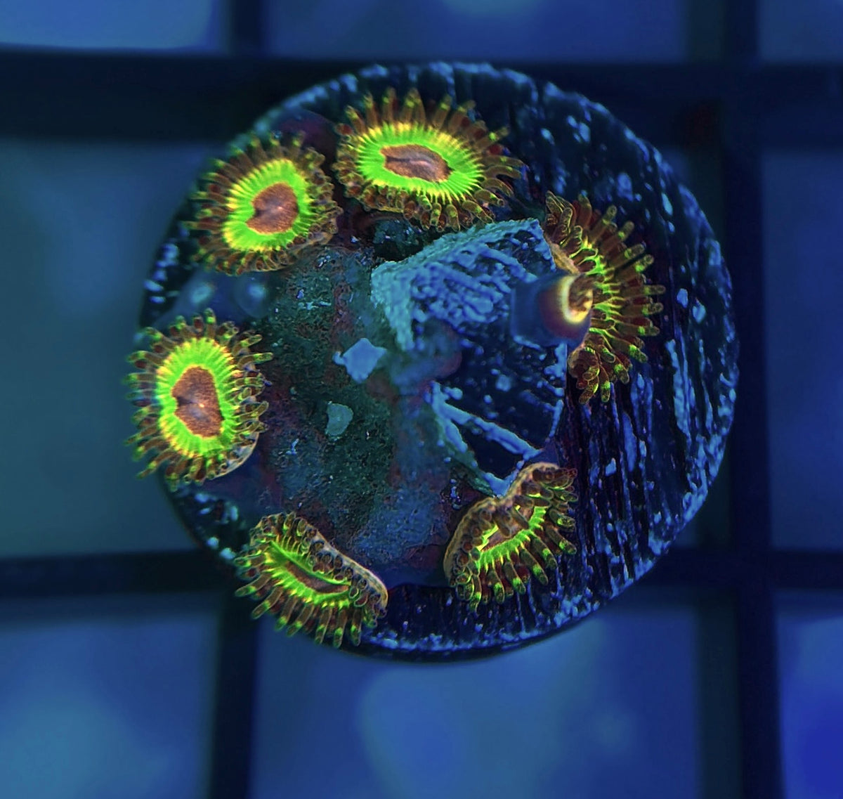 Luigi's Mansion Zoa