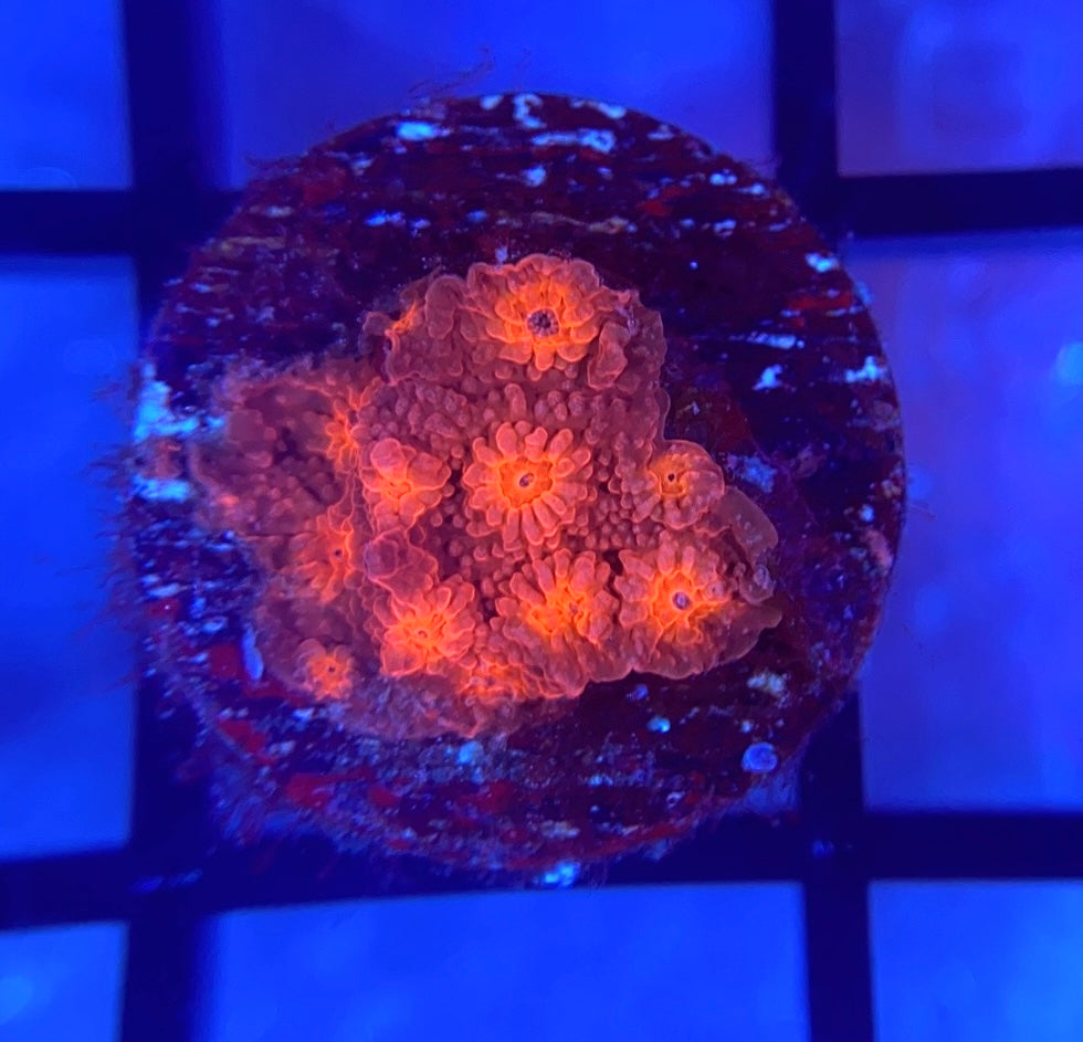 Krakatoa Cyphastrea