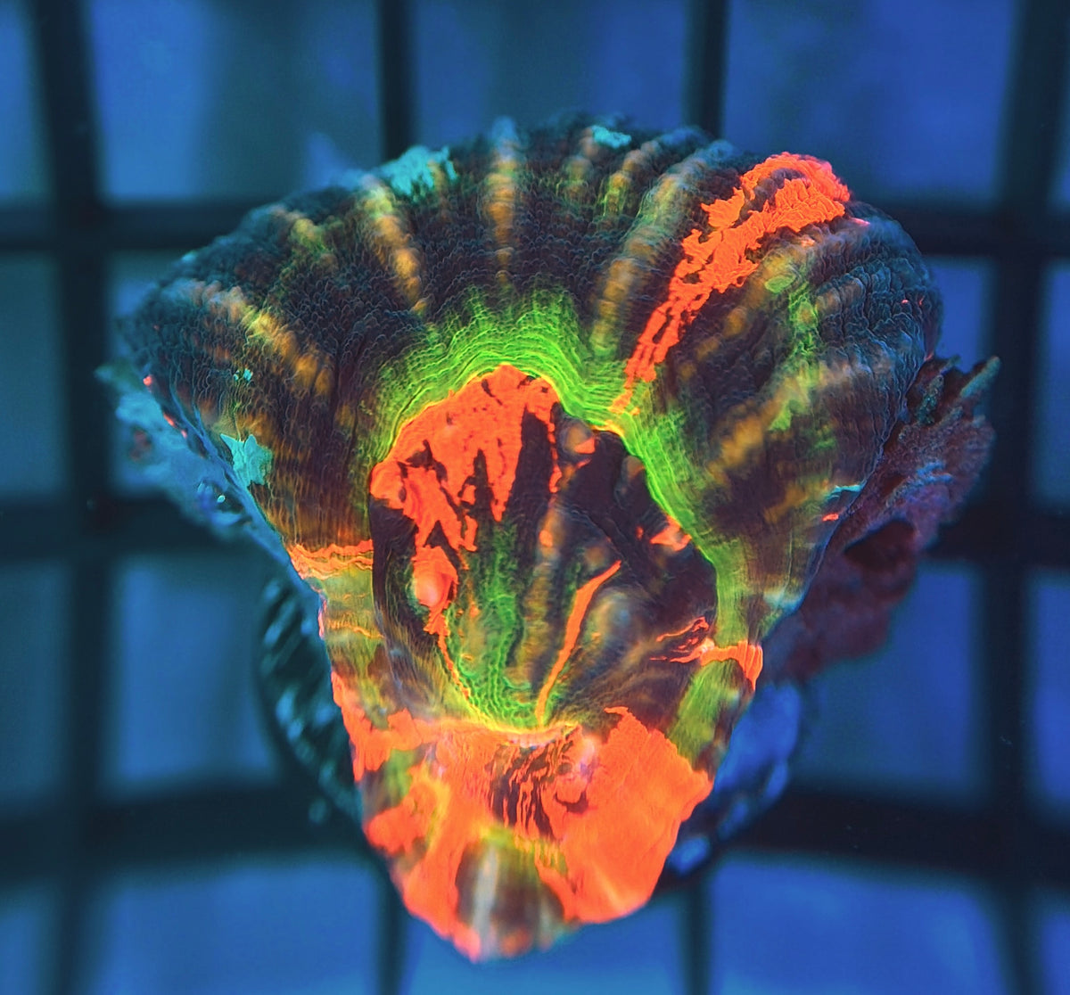 Aquacultured Master Scolymia