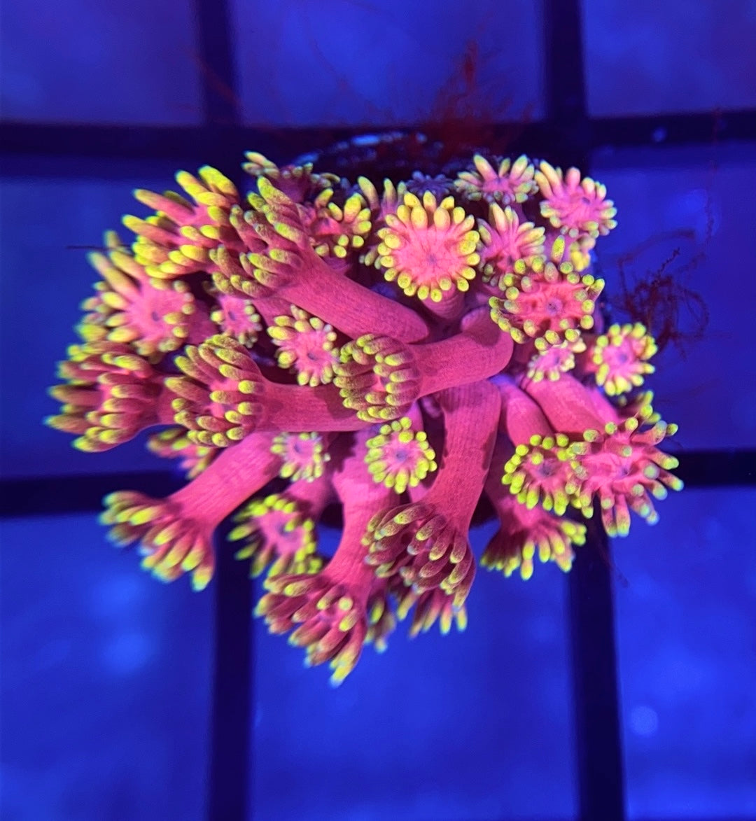 RRG Strawberry Burst Goni