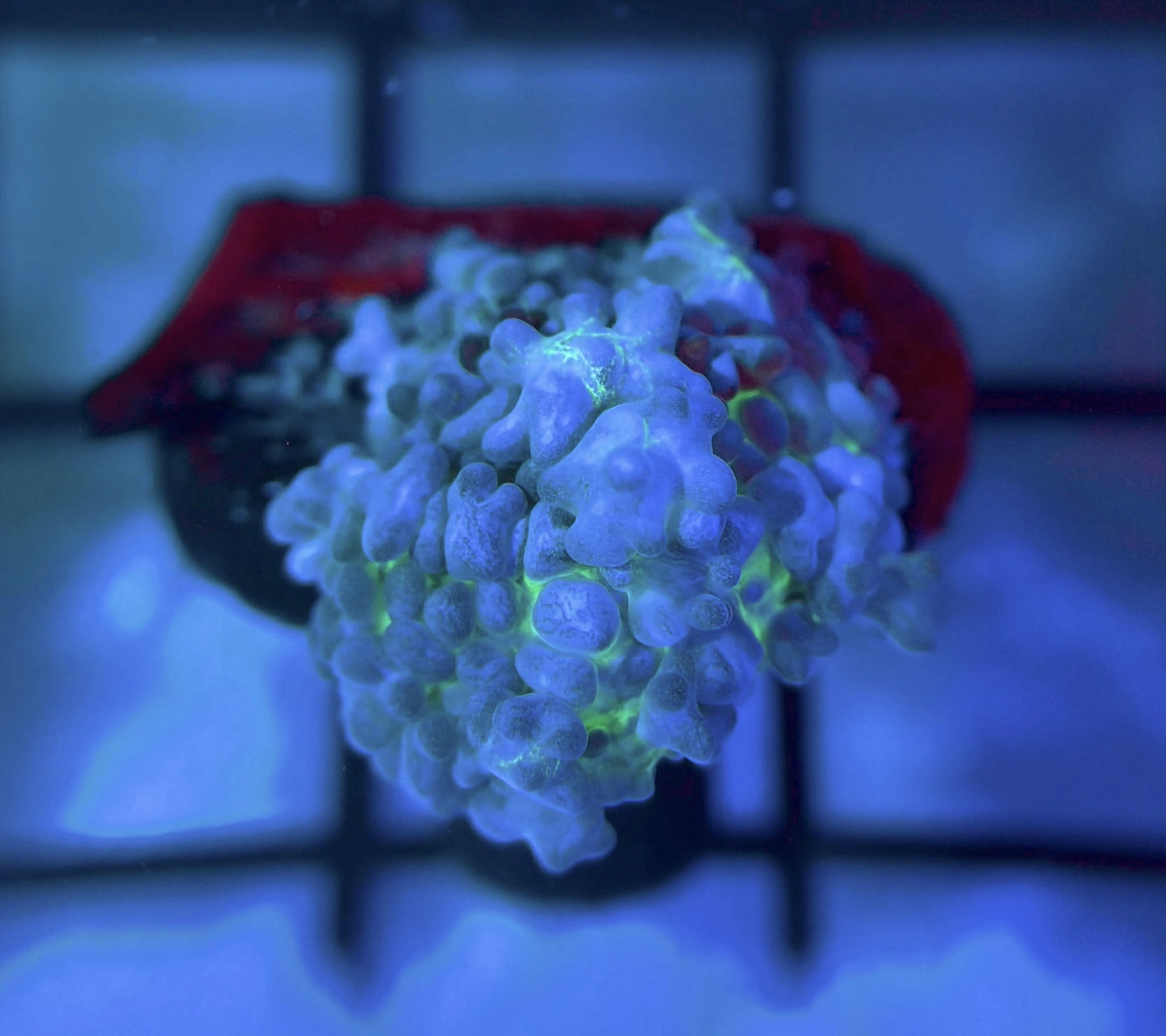 RRG Lemonade Bounce Mushroom