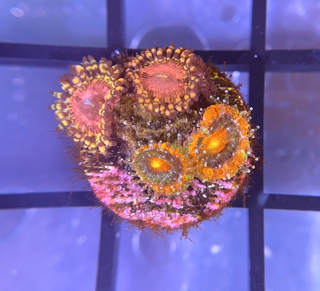 ECC Rainbow Road Micro and ReefTRD Panty Dropper Zoas
