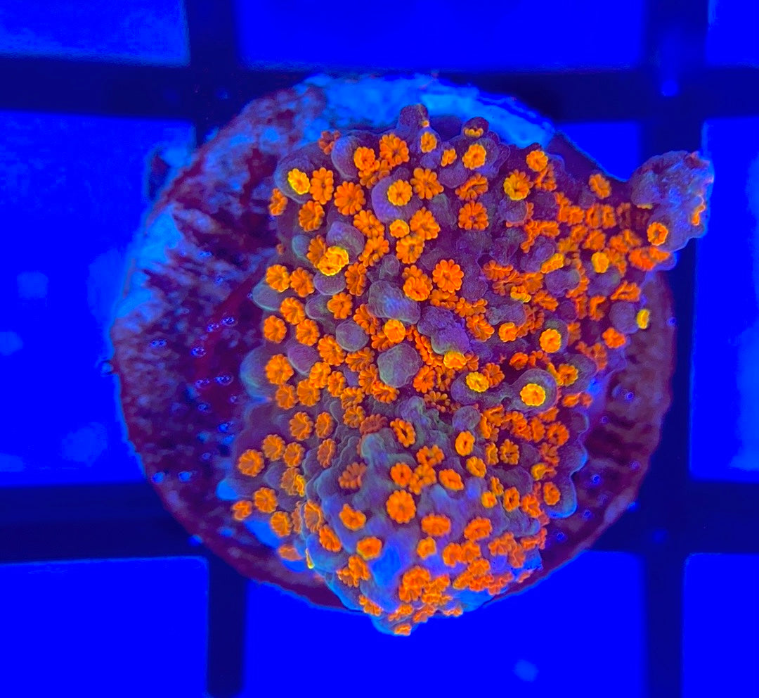 Rainbow Montipora