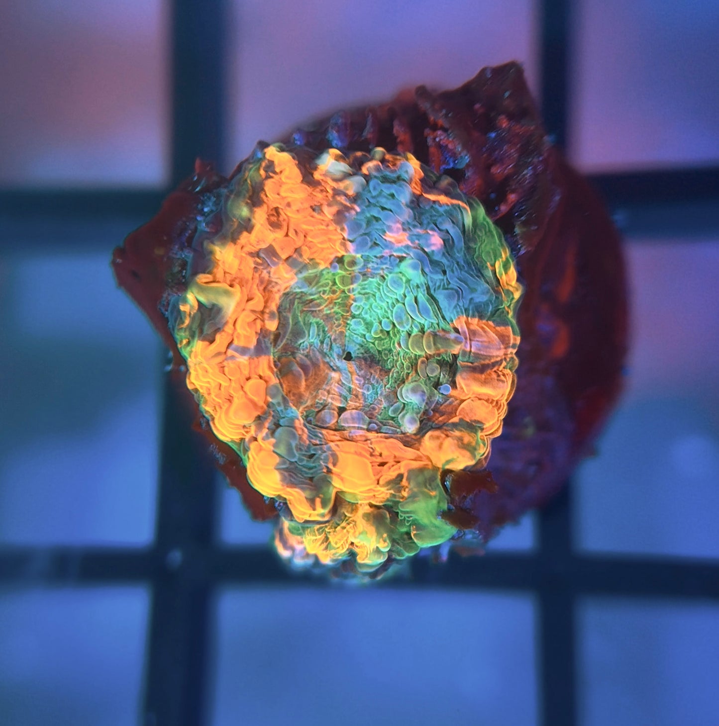 Acid Trip Echinata