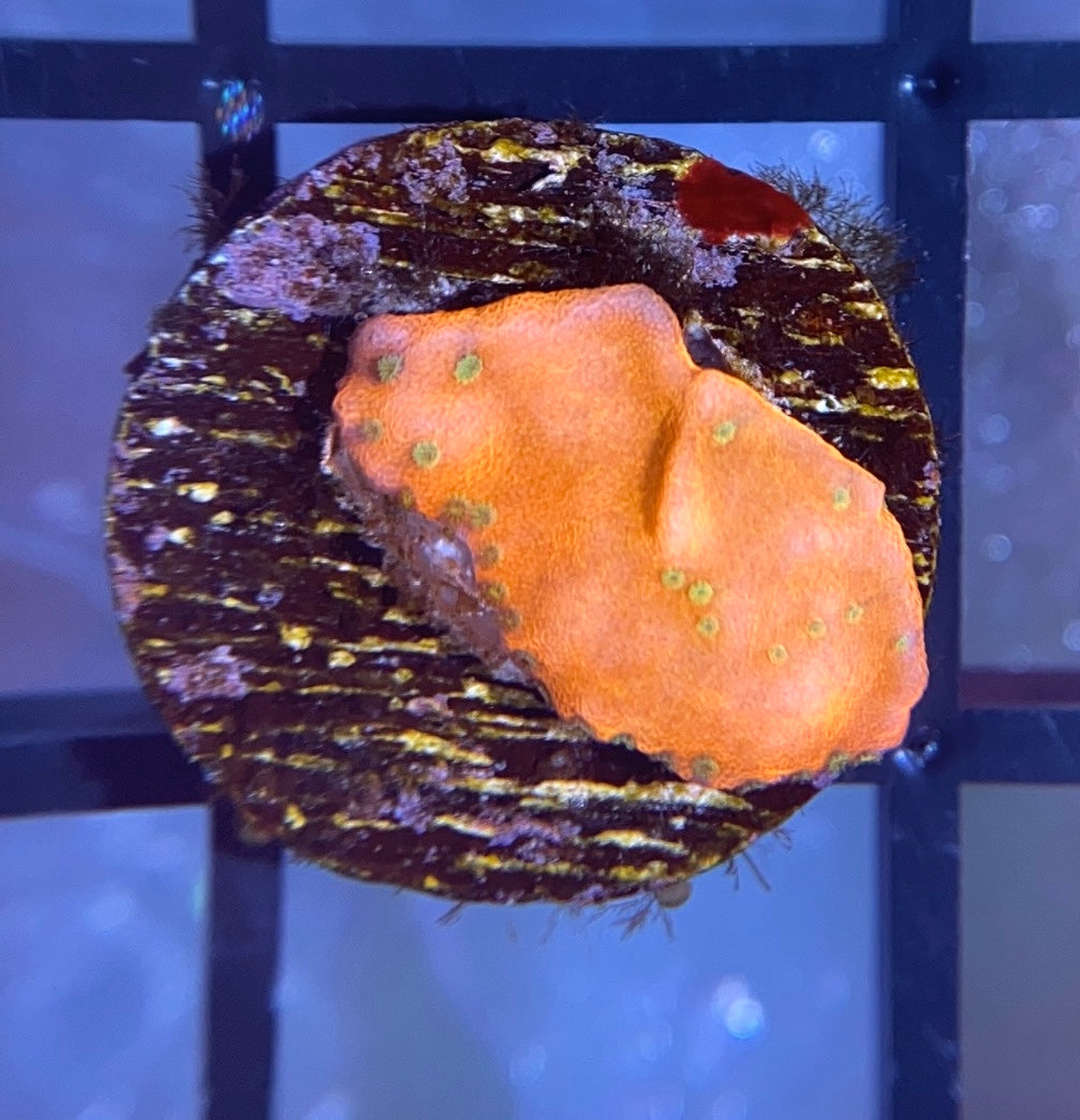 WWC Cherry Tree Monti