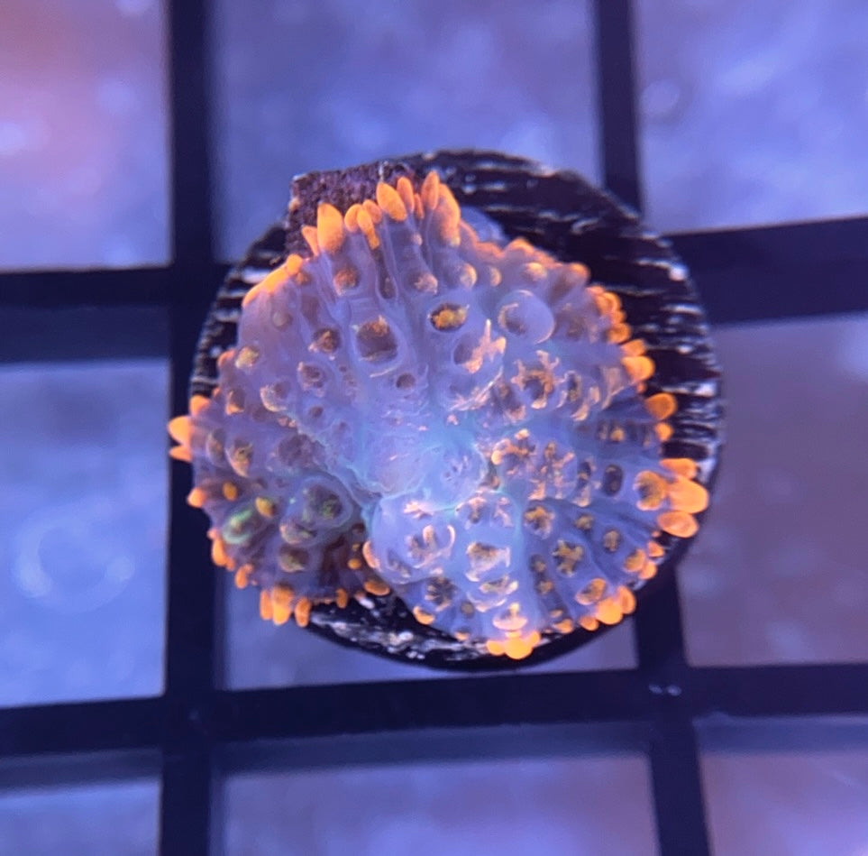 RRG Beast Mode Bounce Mushroom