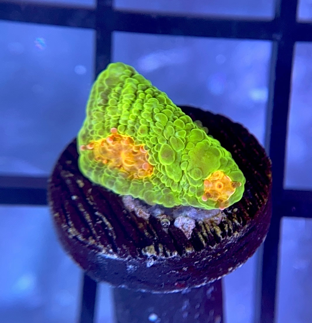 CCA Crayola Meltdown Chalice