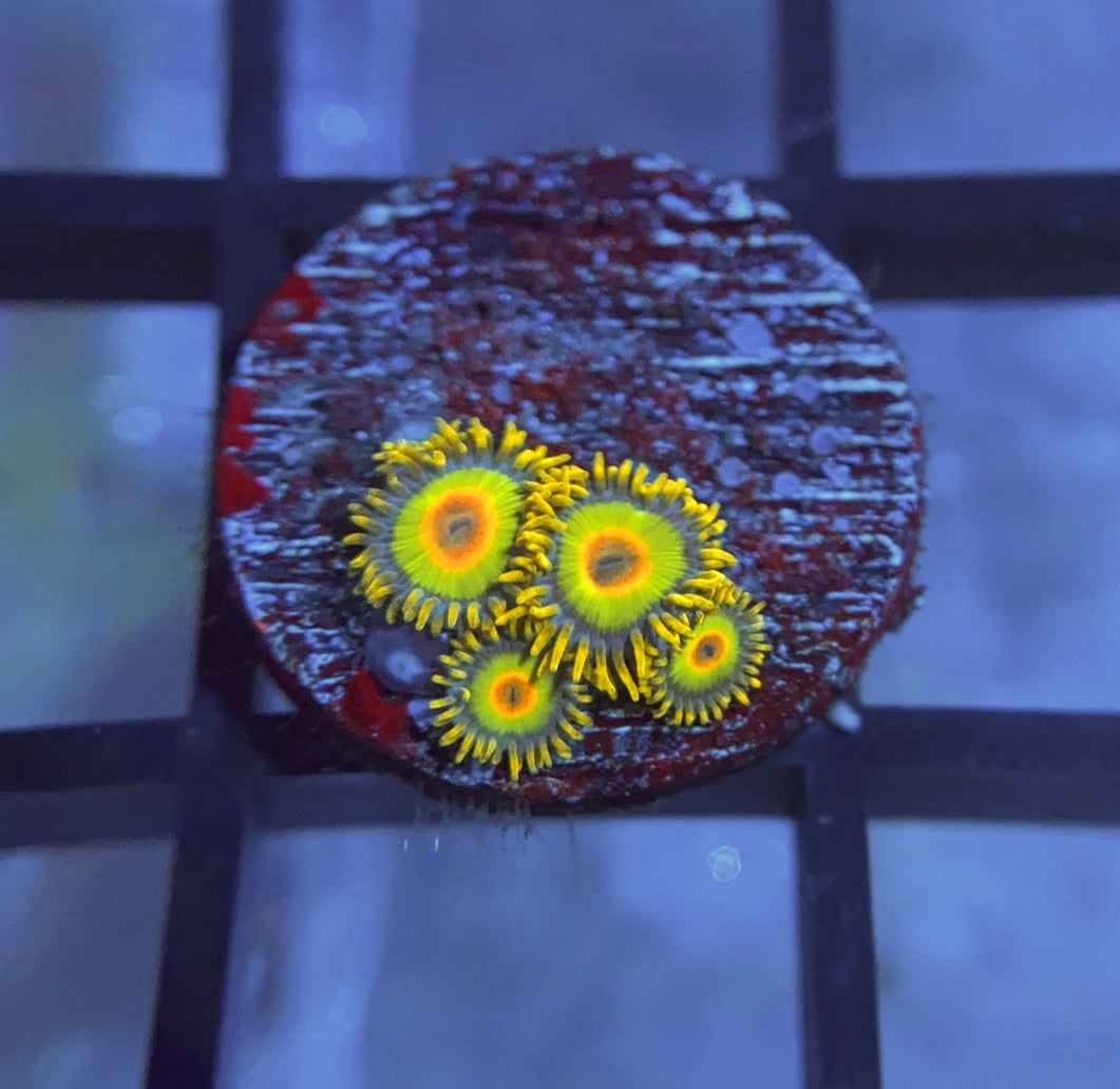Rasta Zoas
