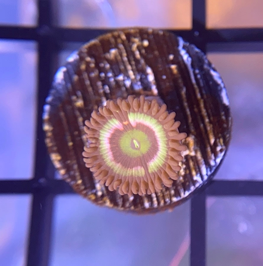 Radioactive Cat Eye Zoas