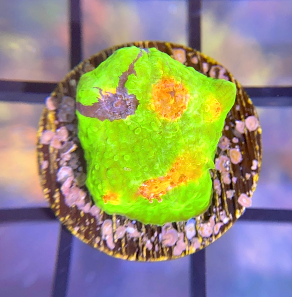 CCA Crayola Meltdown Chalice