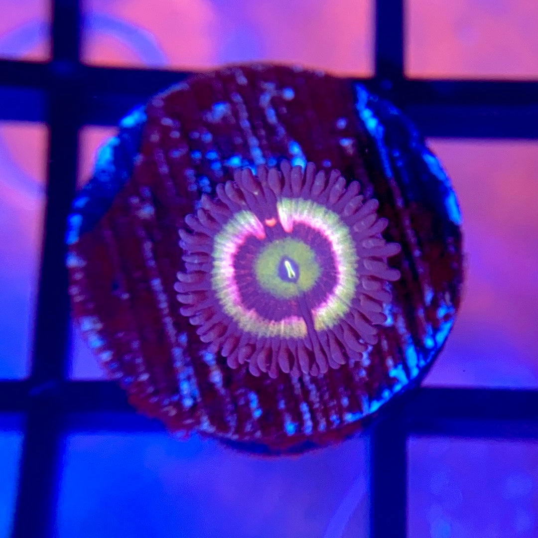 Radioactive Cat Eye Zoas
