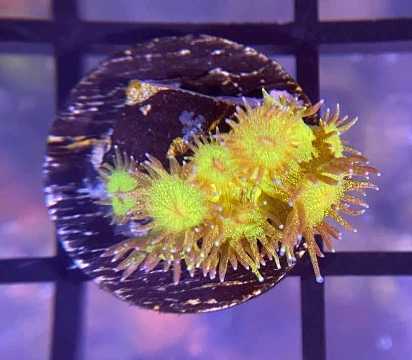 RRG Leprechaun Dust Glitter Goni