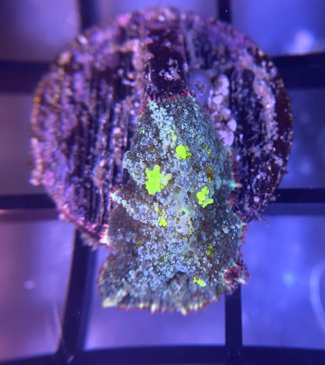 RRG Biohazard Bounce Mushroom