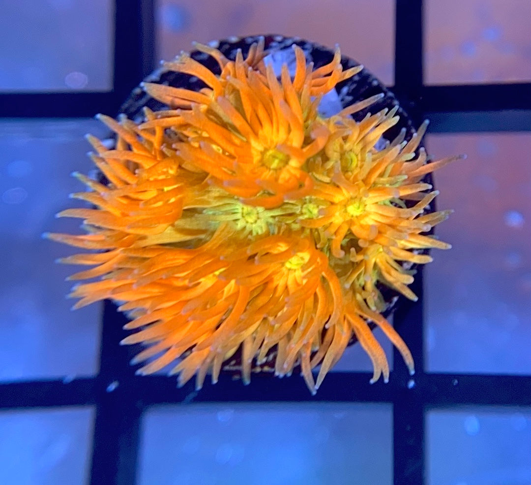 RRG Eternal Flame Goni