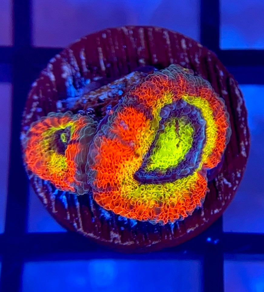 Holy Grail Micromussa