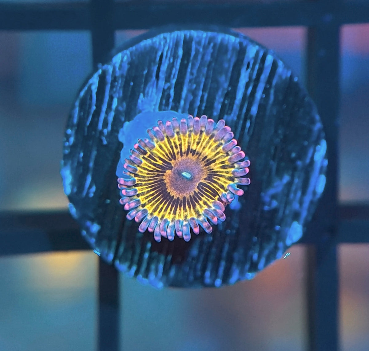 Llama Snack Zoa