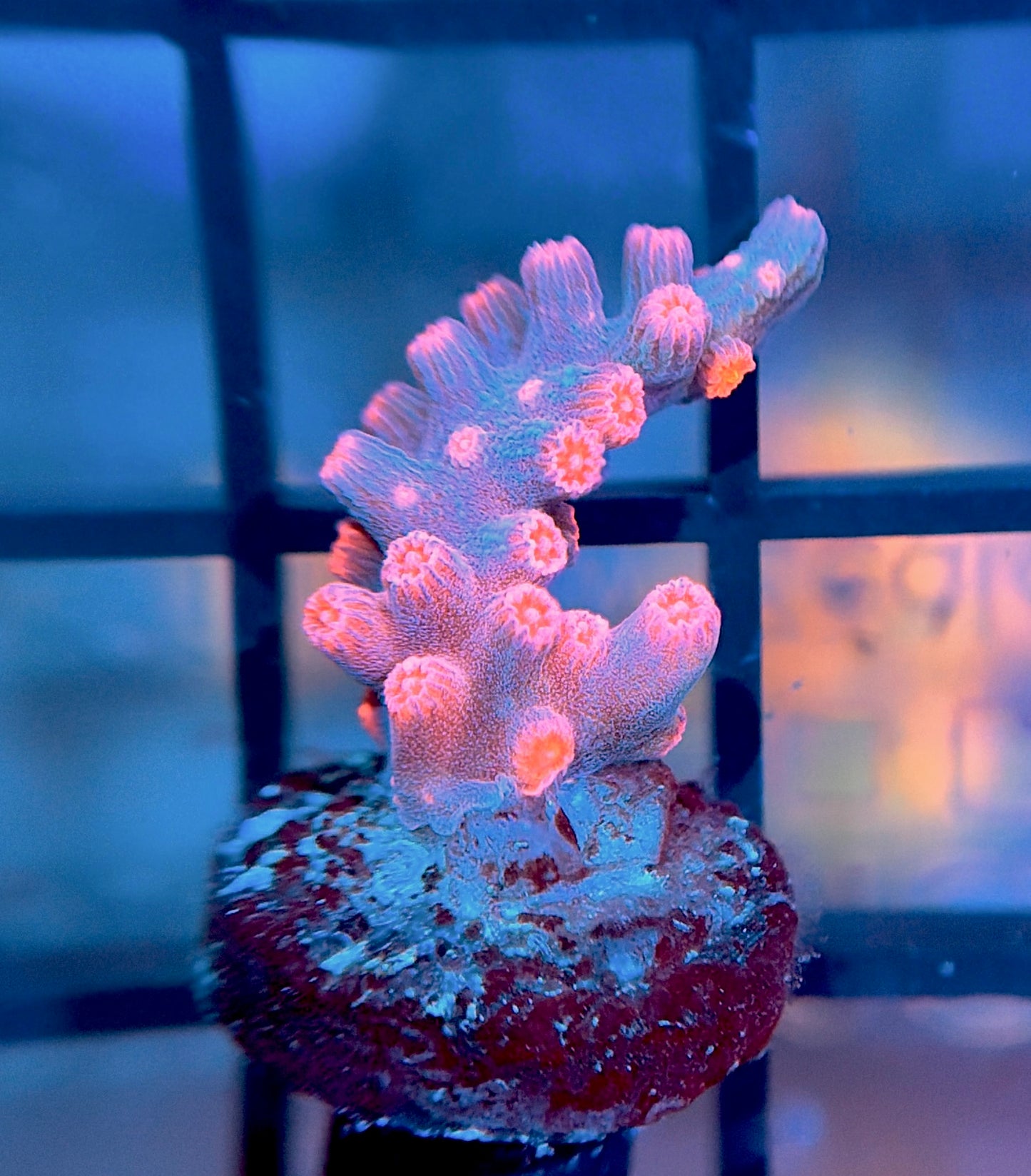 Strawberry Branching Cyphastrea