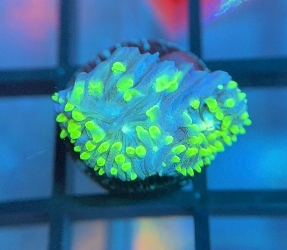 ReefGen Project-X Plate