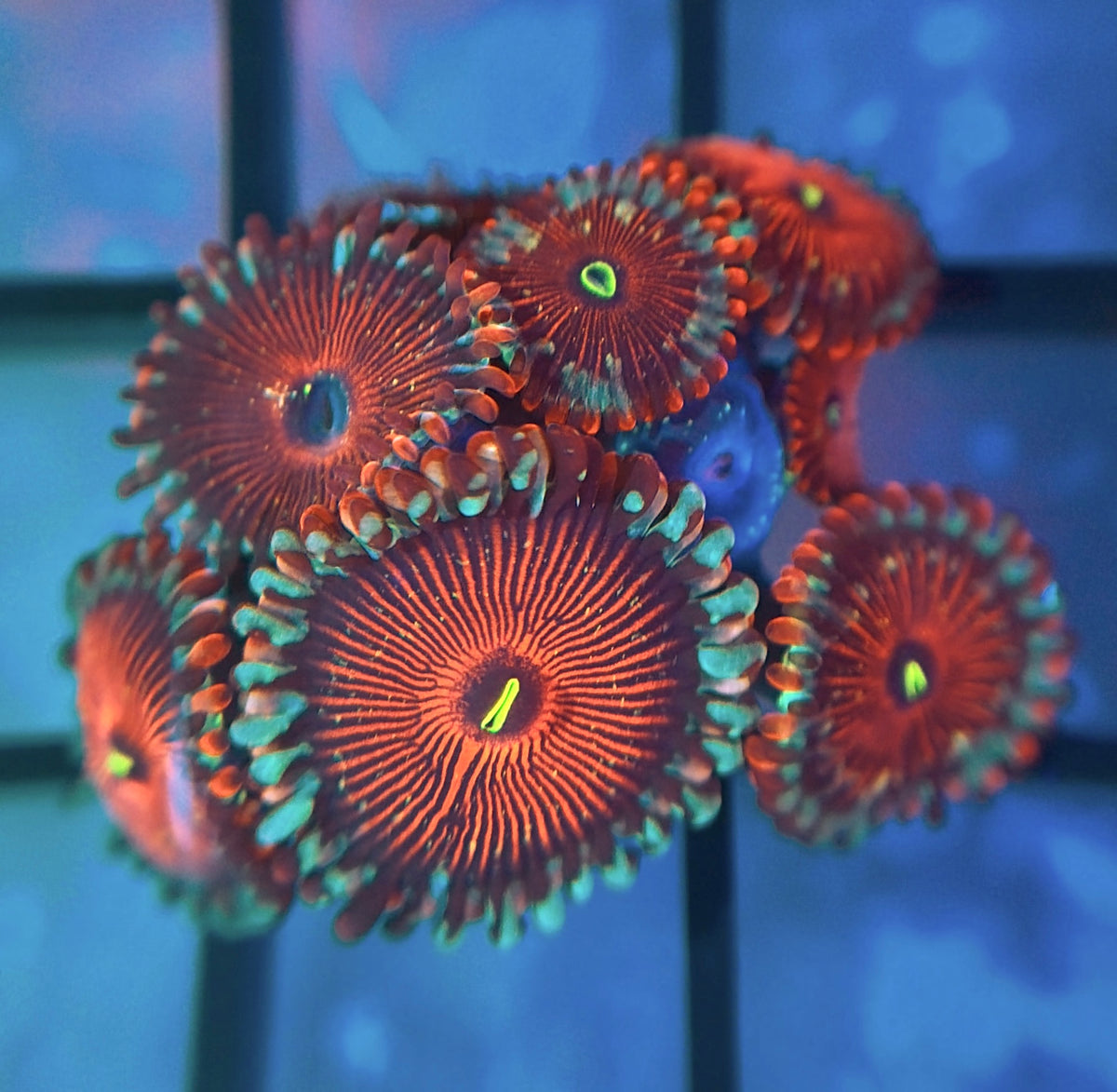 Salted Agave Zoas