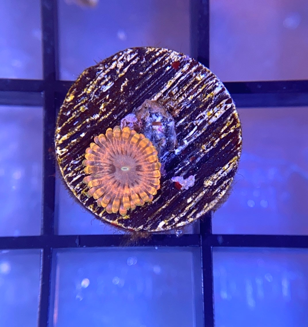 Fairy Fart Zoas
