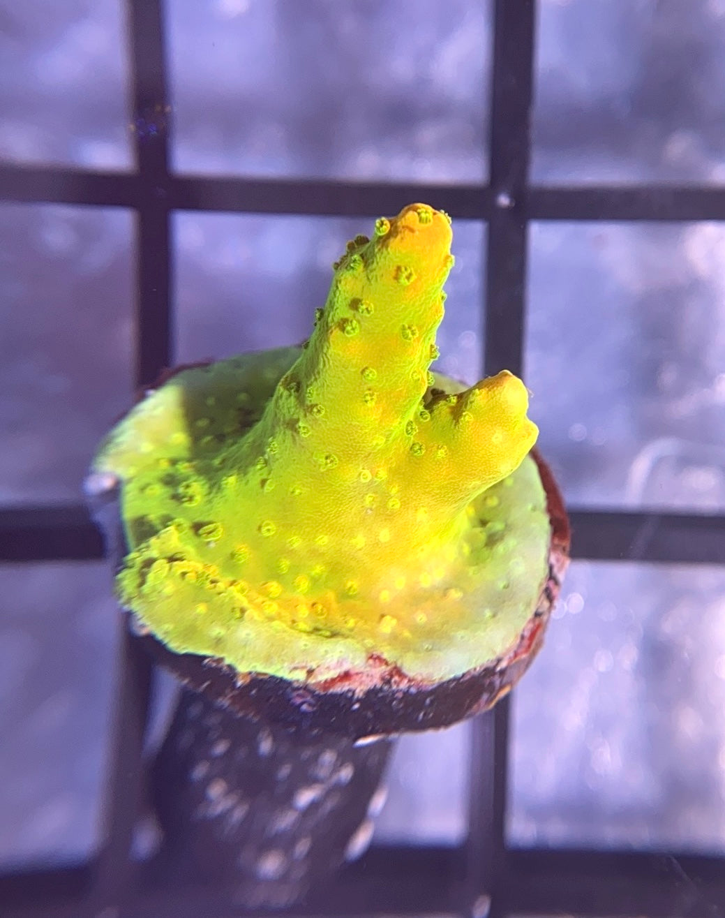 TGC Orange Creamsicle Acro
