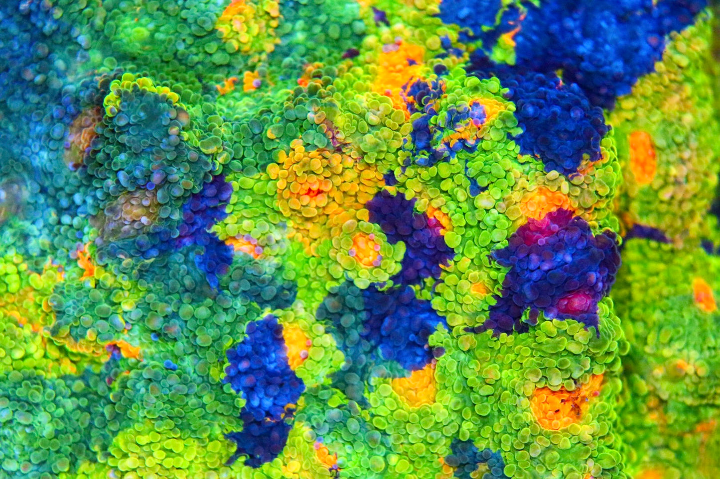 CCA Crayola Meltdown Chalice