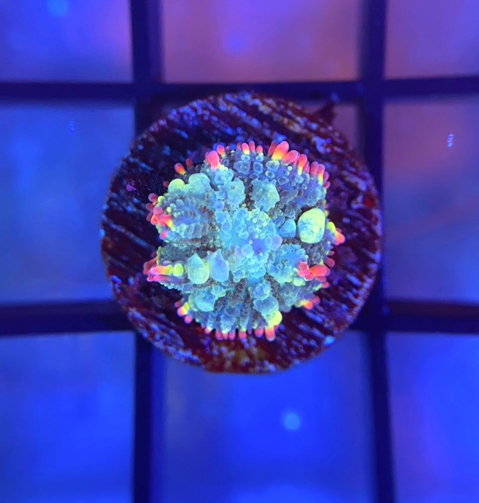 Mardi Gras Bounce Mushroom