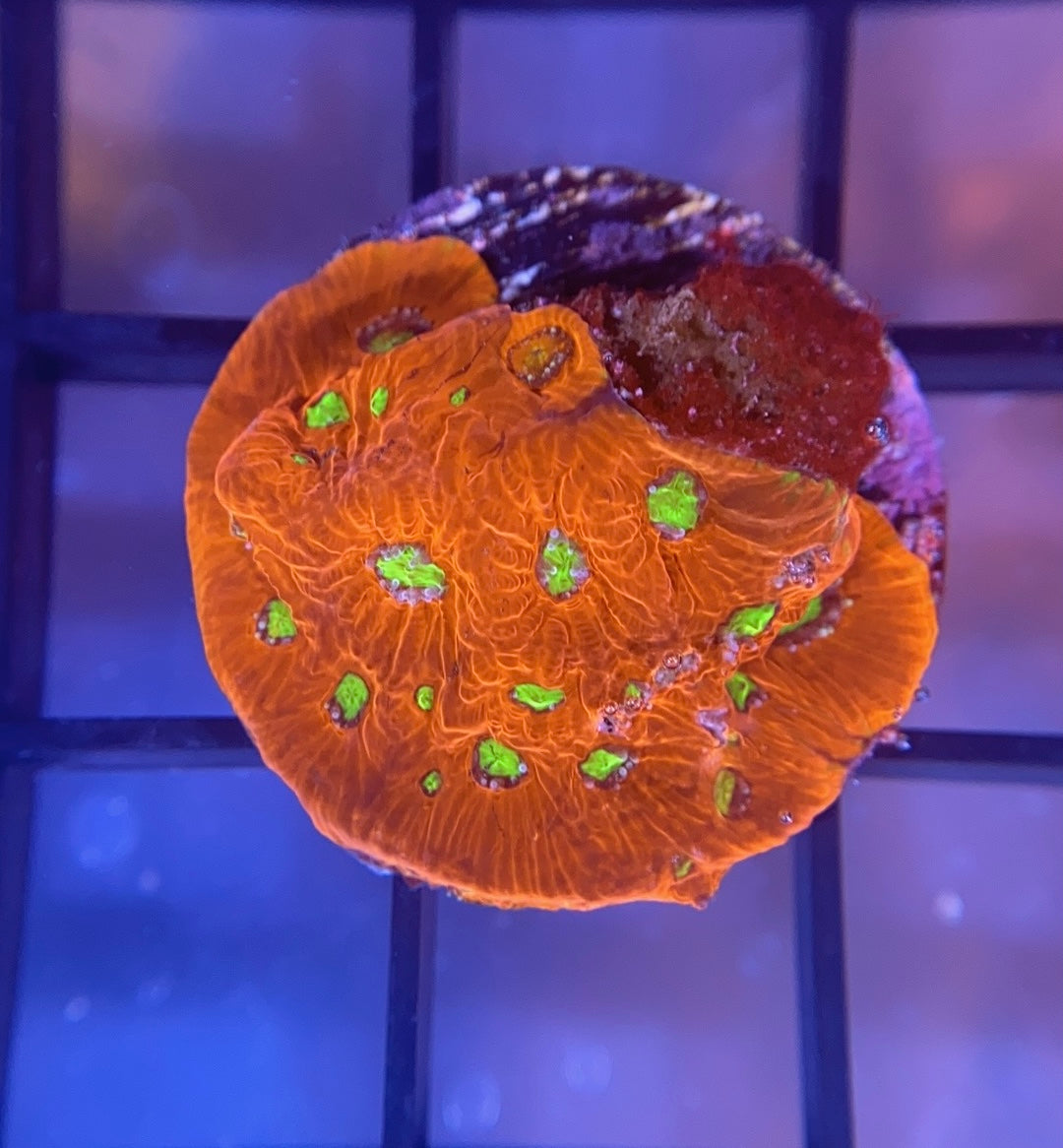 War Coral Favia
