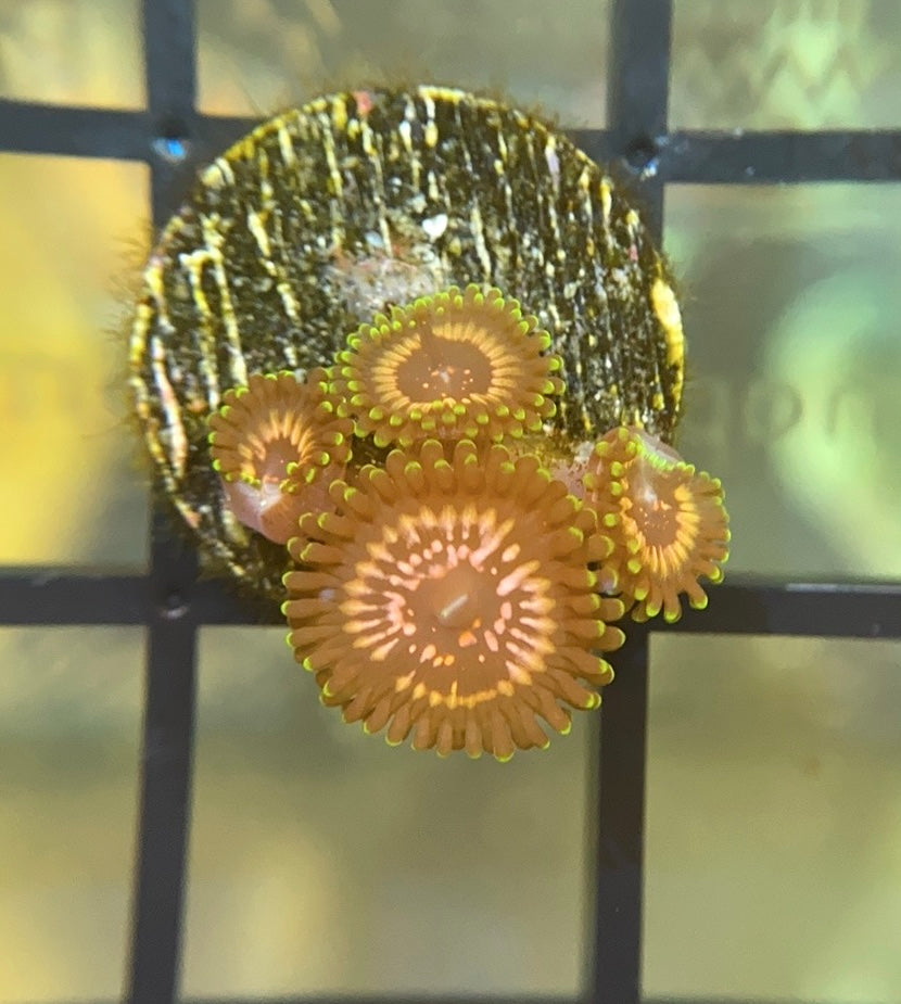 WWC Taser Zoas