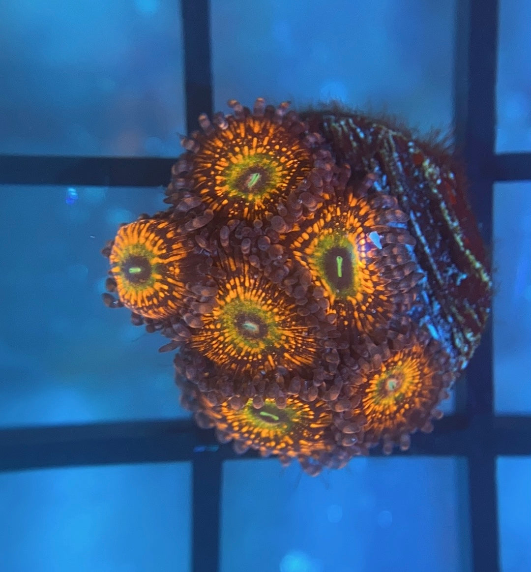 CB Krak Gods Zoas