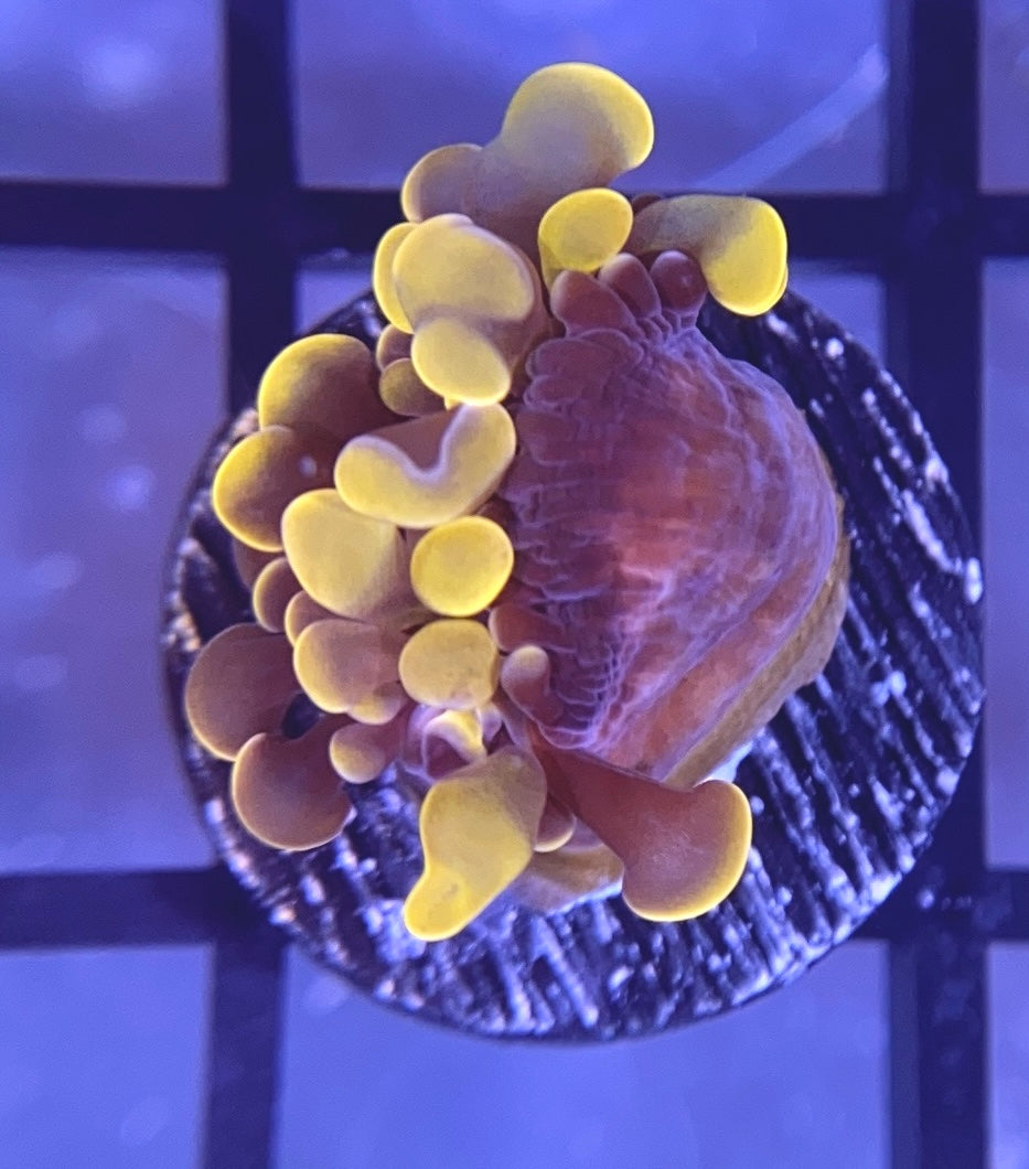 RRG Cinnamon Swirl Hammer