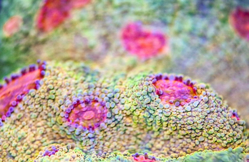 OG Grafted Mummy Eye