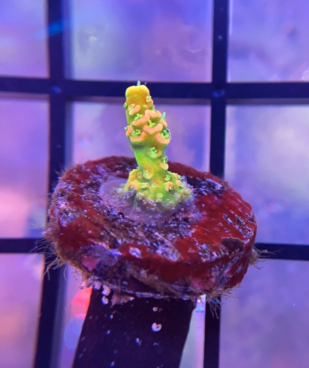 ASD Rainbow Millepora
