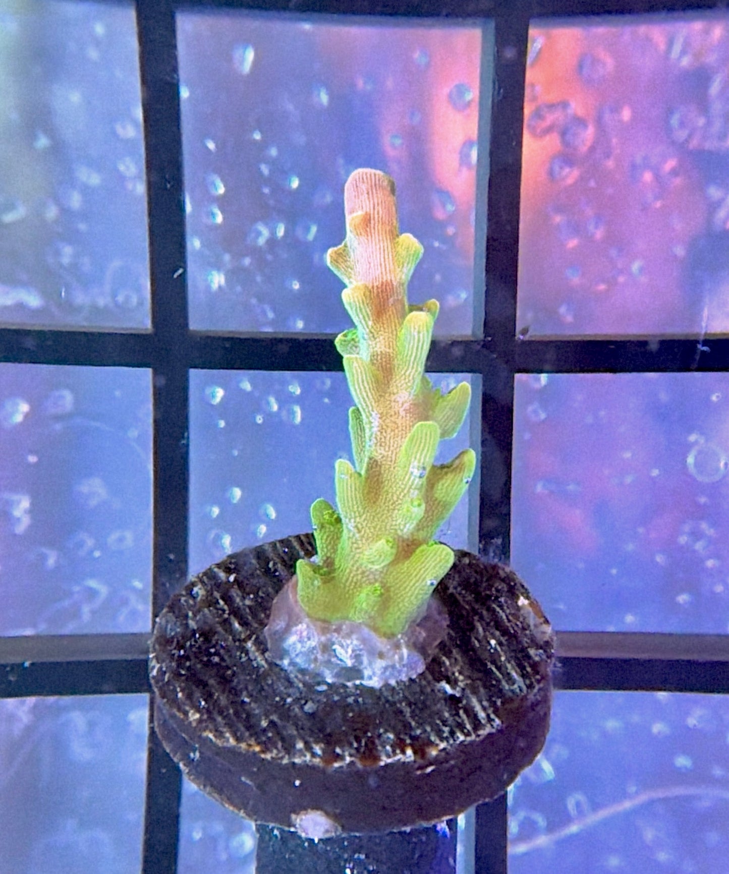 ARC Master Yoda Acro