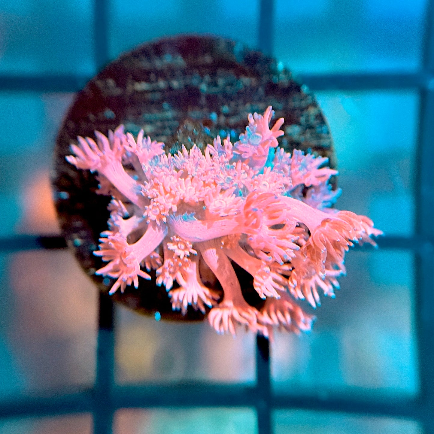 RRG Pink Princess Goni
