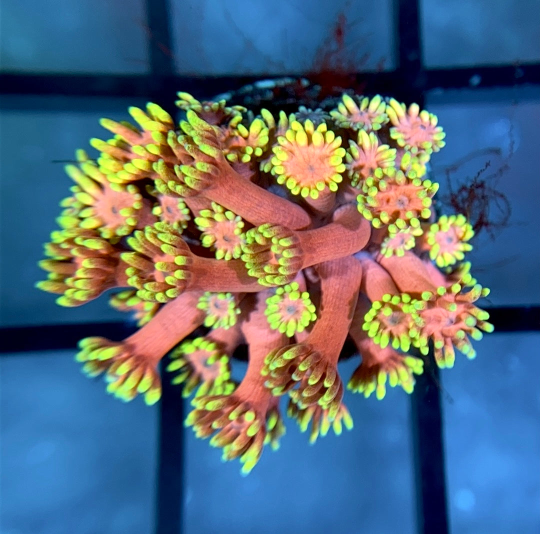 RRG Strawberry Burst Goni