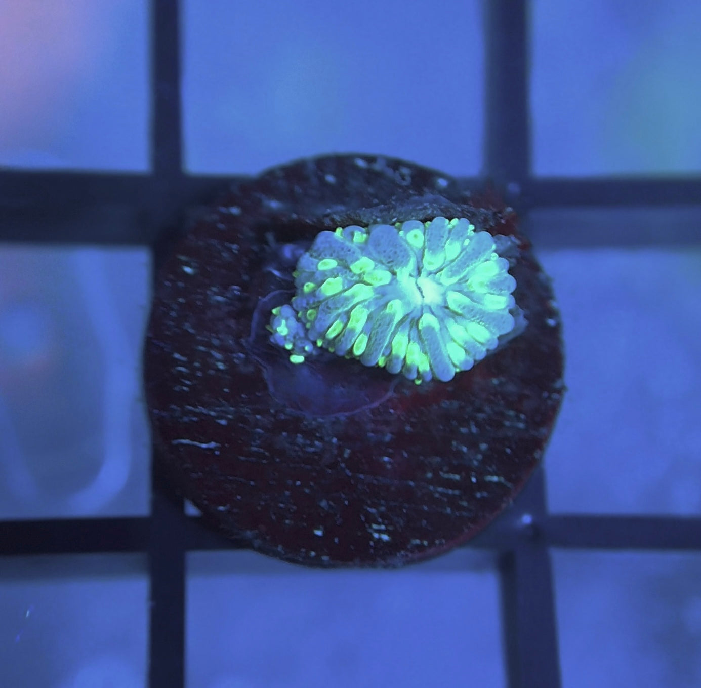 ReefGen Project-X Plate