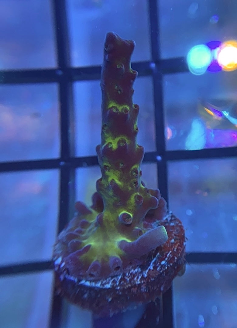 Miyagi Tort