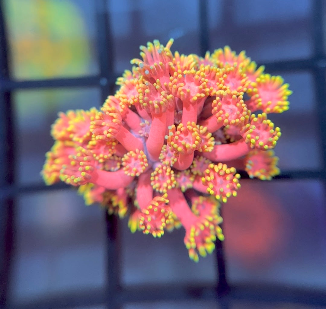 WWC Hollywood Nights Goni